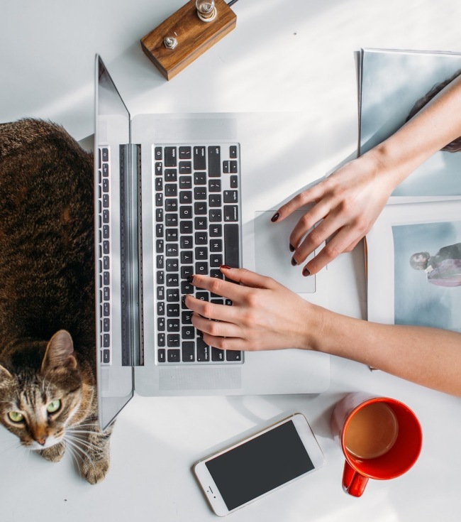 Find notable features here at Bolton Women typing on a laptop contacting our Charlotte apartments with a cat lying next to the computer.